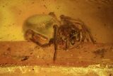 Fossil Caddisflies (Trichopterae) & A Spider (Aranea) In Baltic Amber #105511-4